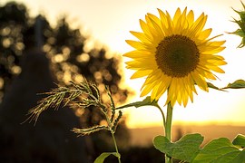 Sunflower, Summer, Yellow, Nature