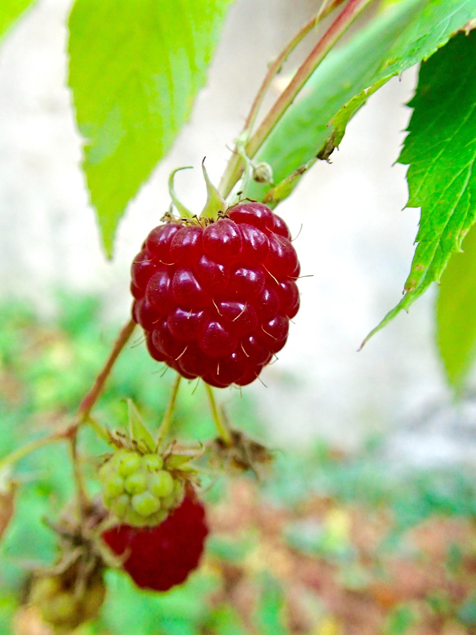 Raspberries Berry Raspberry Bush Free photo on Pixabay Pixabay