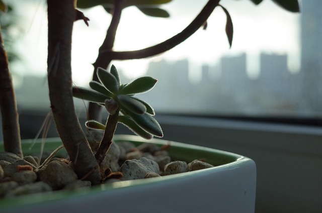 Free Potted Plant Flower photo and picture