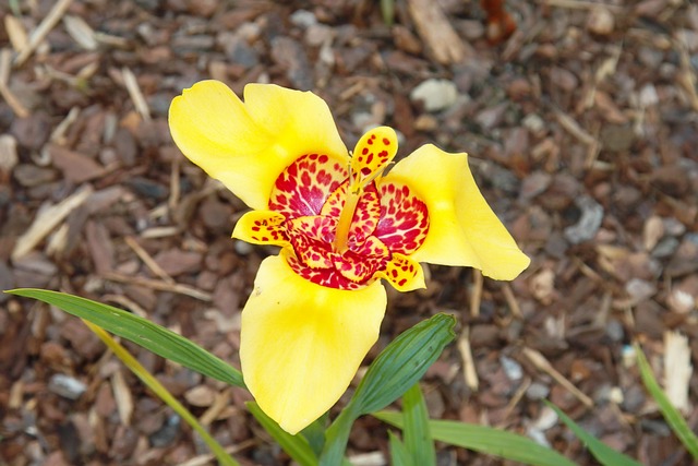 Free Lily Flower photo and picture