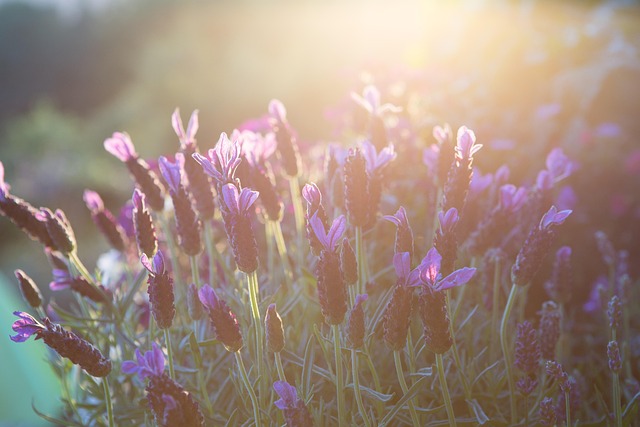 Free Lavender Summer photo and picture