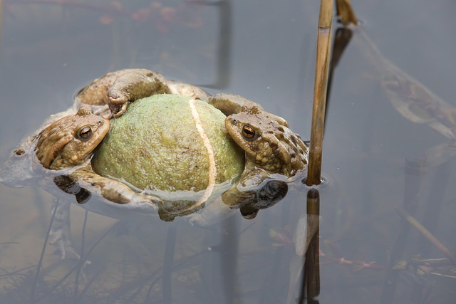 Free Toads In The Pond Pond photo and picture