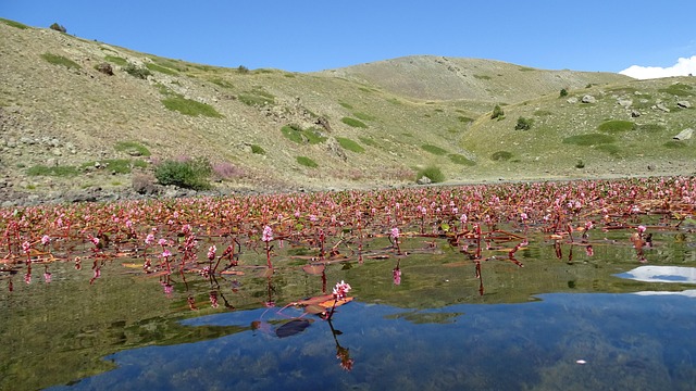 Free Flowering On The Lake photo and picture
