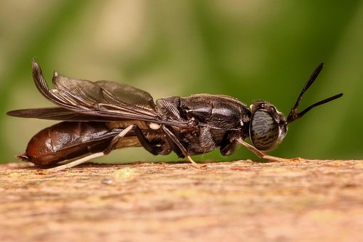 Soldier Fly, Fly, Insect, Macro, Animal