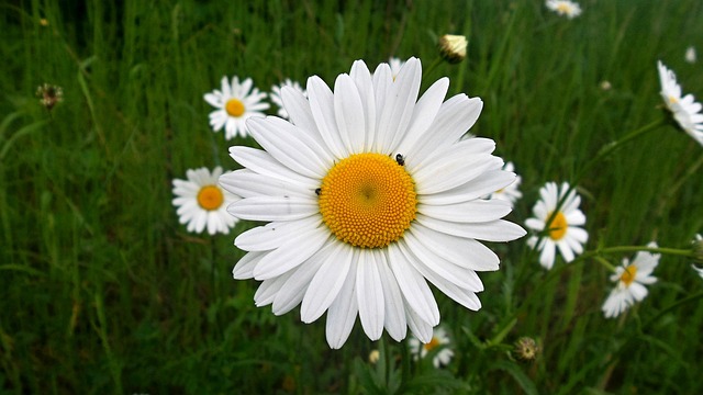 Free Daisy Flower photo and picture
