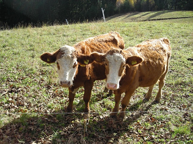 Free Cows Animals photo and picture