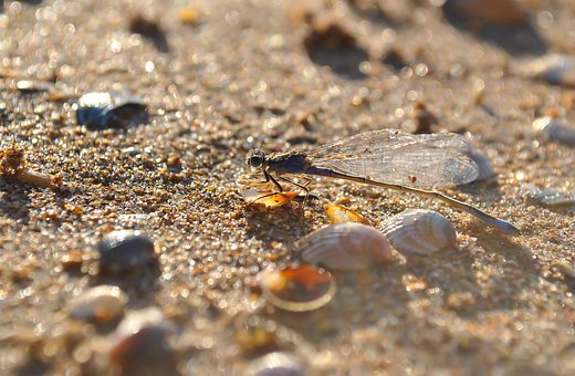 Free Dragonfly Insect photo and picture