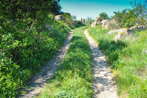 Free Road Forest photo and picture