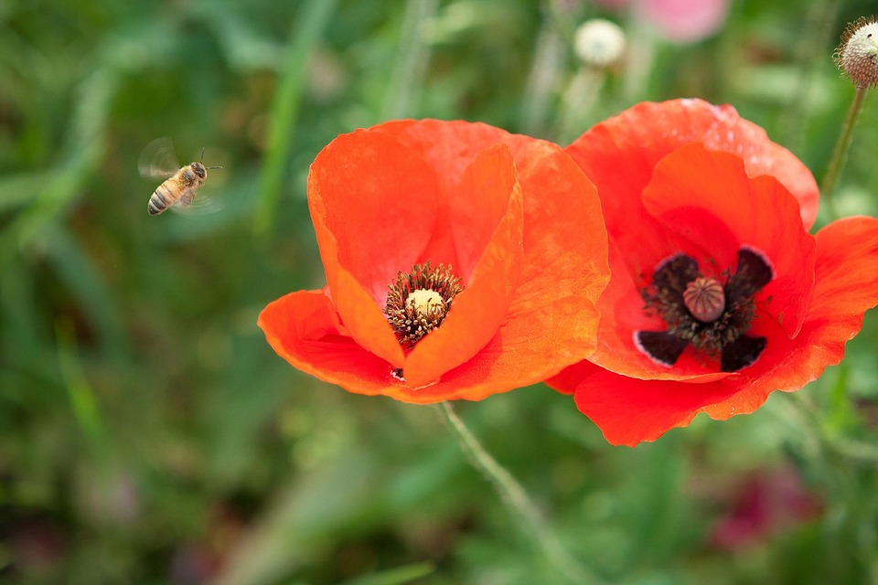 bee poppy red color flowers pink pink flowers
