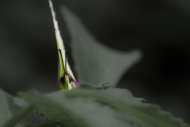 Fluture, Insectă, Natură