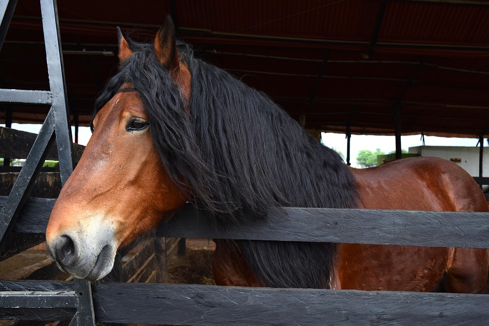 Percheron Pferd Percheron Pferd