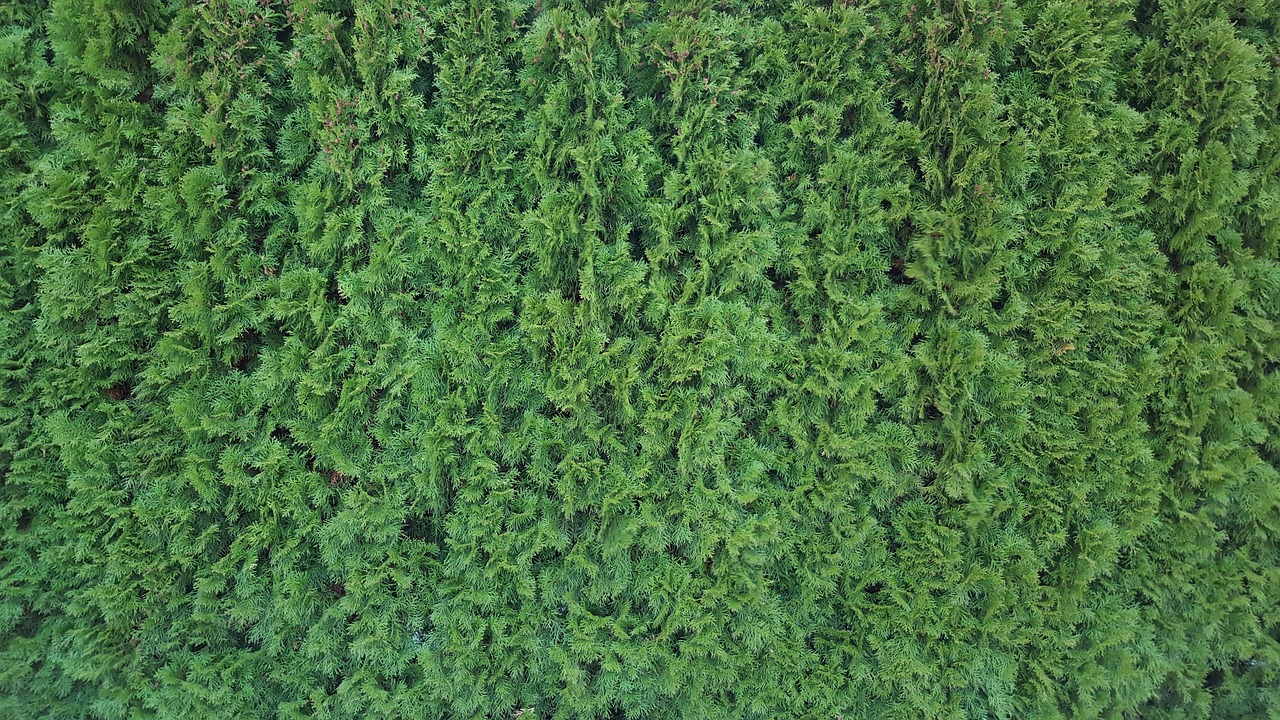树篱 质地 绿色 - Pixabay上的免费照片