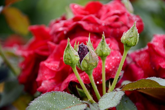Blume, Rose, Schaltfläche, Rosa, Natur