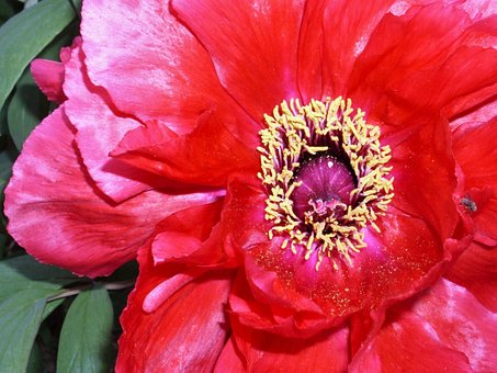 Free Flower Flower Wallpaper photo and picture