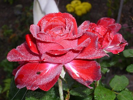 Free Rose Flower photo and picture
