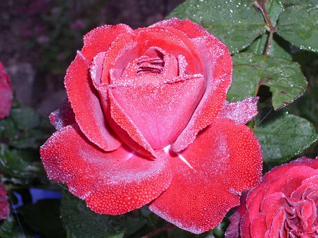 Free Rose Dew photo and picture