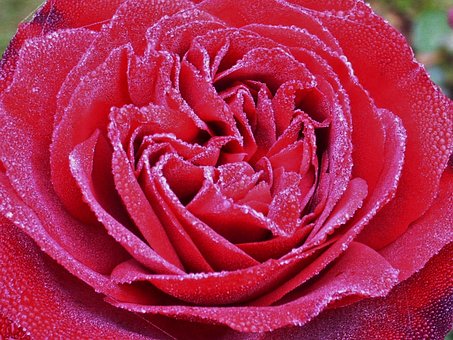 Free Rose Dew photo and picture