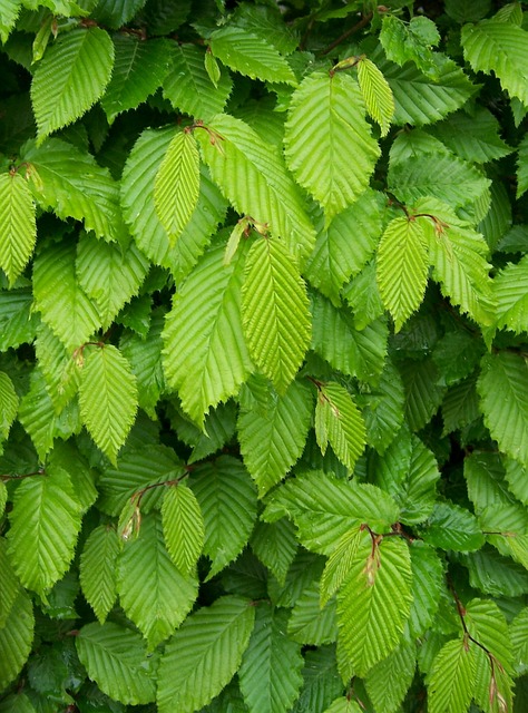 Free Leaves Green photo and picture