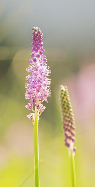 Free Flower Plant photo and picture