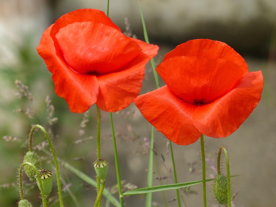 Klatschmohn Rot Mohn - Kostenloses Foto auf Pixabay