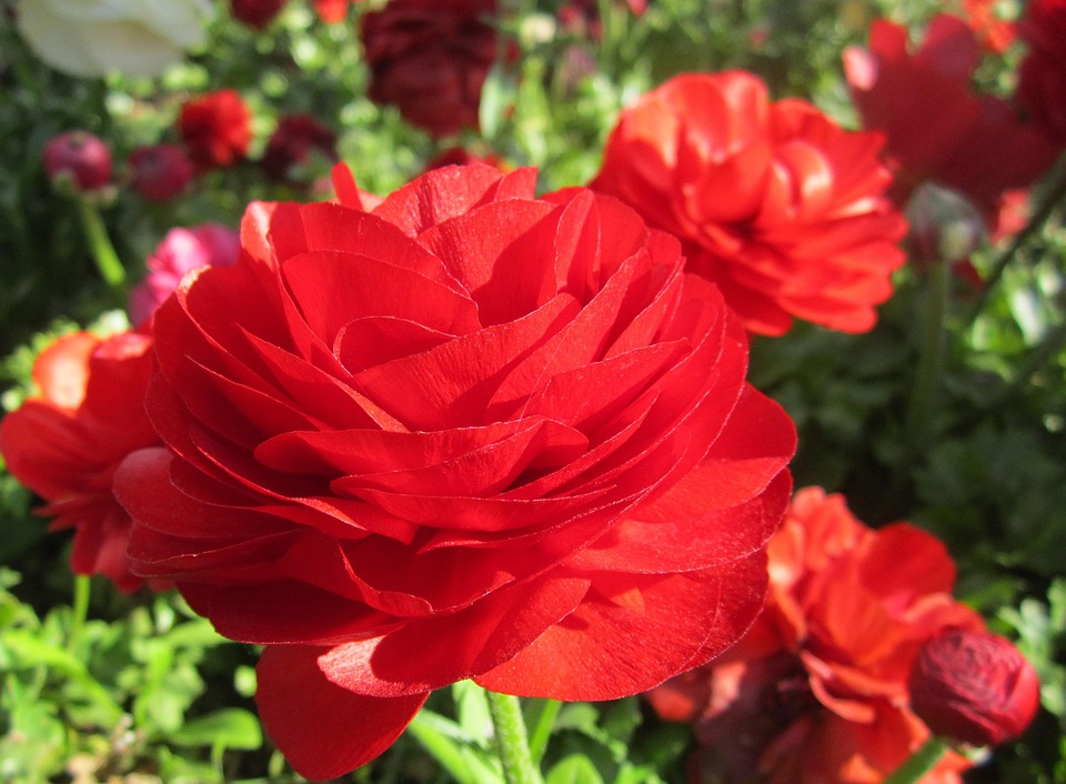 Fleur Rouge · Photo gratuite sur Pixabay
