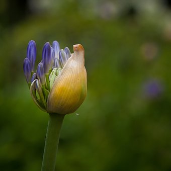 Flor, Casulo, Abrir, Florescer, Verde