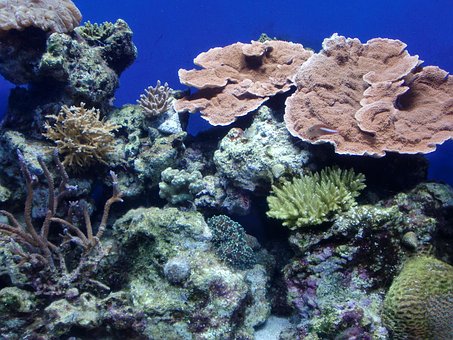 Free Coral Sea photo and picture