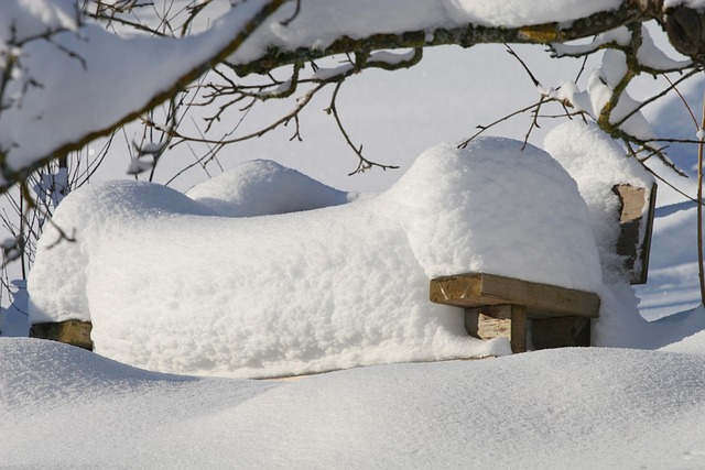 Free Winter Snow photo and picture
