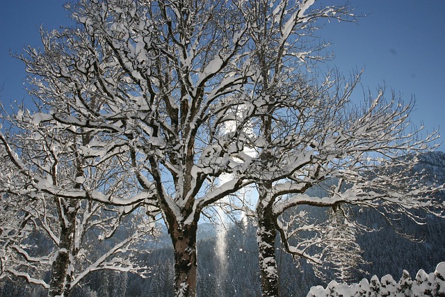 Free Winter Nature photo and picture