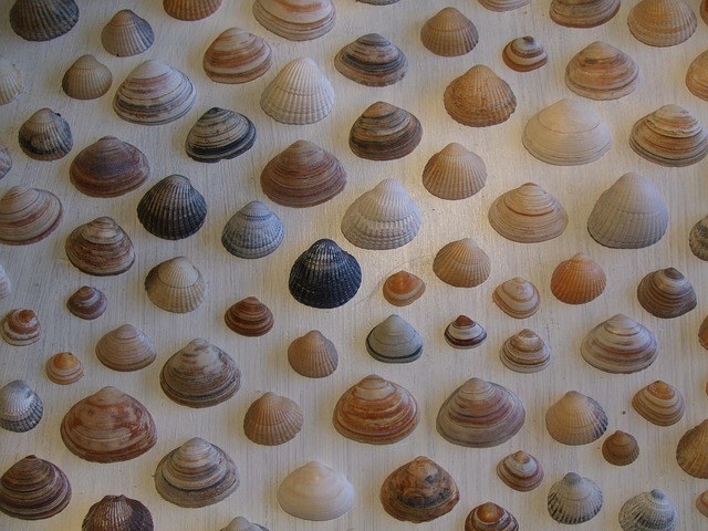 Free Shells Beach photo and picture