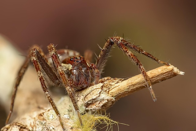 Free Spider Insect photo and picture