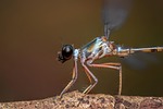 damselfly, insect, odonata