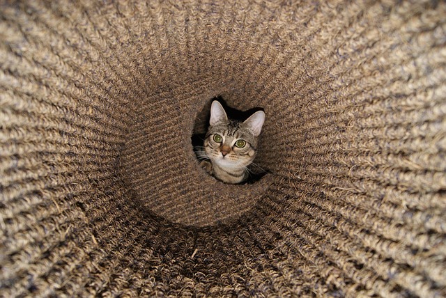 Free Cat Basket photo and picture