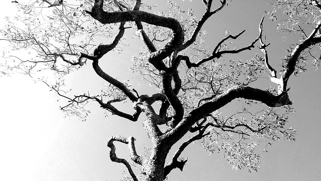 Free Tree Filigree photo and picture