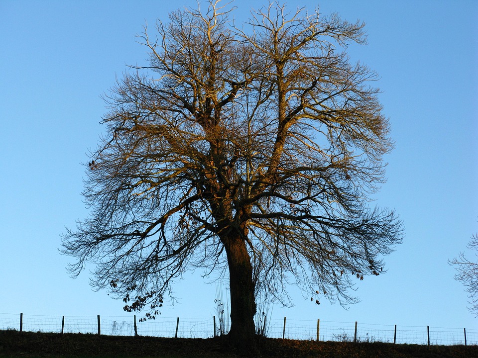 Baum Kastanie Winter Kein Kostenloses Foto Auf Pixabay Baum Kastanie Winter Kein Kostenloses Foto Auf Pixabay