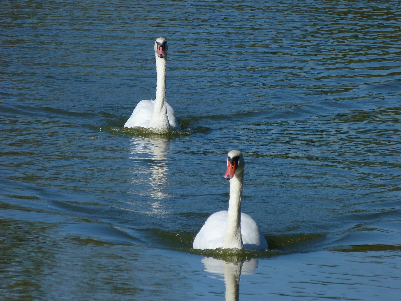 Cygnes L'Eau Des Oiseaux Sur - Photo gratuite sur Pixabay - Pixabay