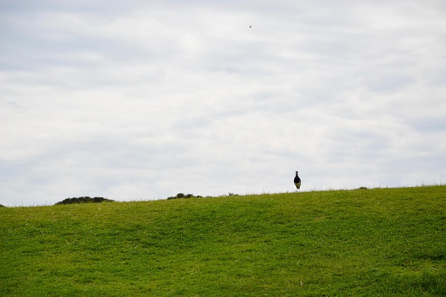 Rasen, Green, Gras, Natur, Park