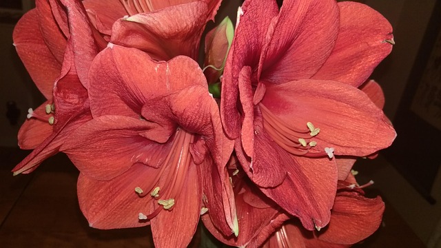 Free Christmas Flower photo and picture
