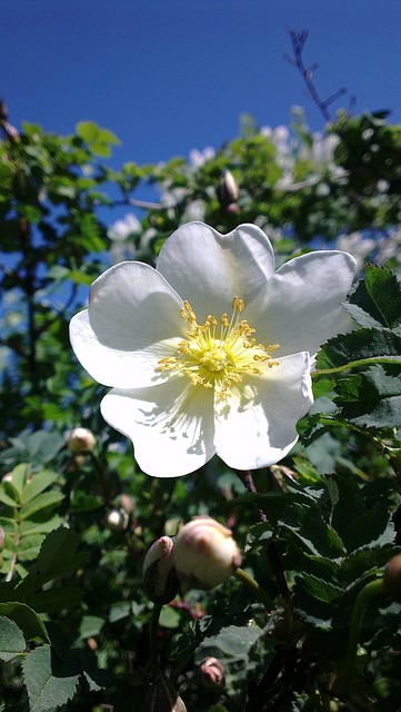 Free Ros Flower photo and picture