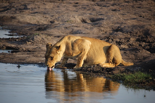 Löwin, Tierwelt, Zimbabwe