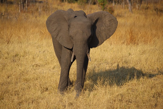 Junger Elefant, Zimbabwe, Afrika, Safari