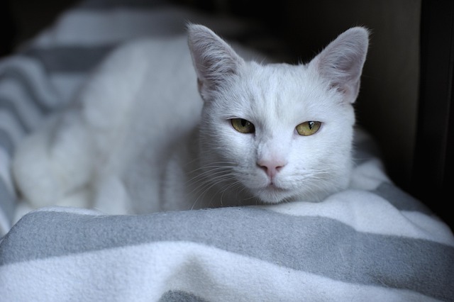 Free Portrait White Cat photo and picture