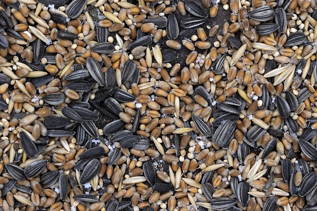 Free Frog Kernels photo and picture