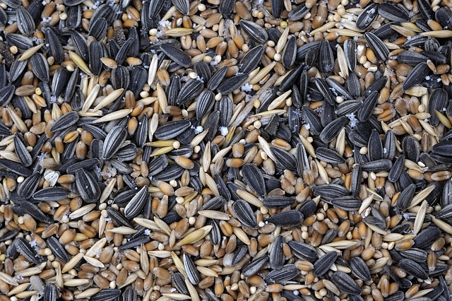 Free Frog Kernels photo and picture