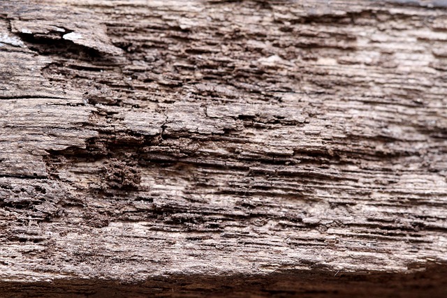 Holz, Textur, Getreide, Holz Textur