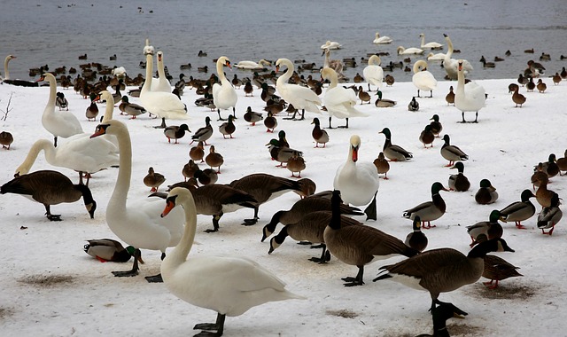Free Winter Animals photo and picture