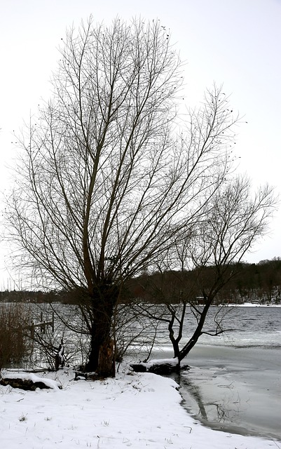Free Winter Tree photo and picture
