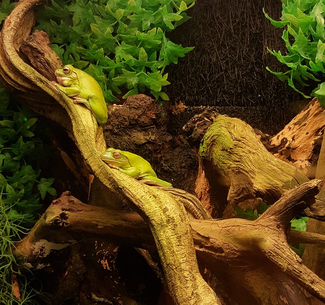 Free Frog Green Frog photo and picture