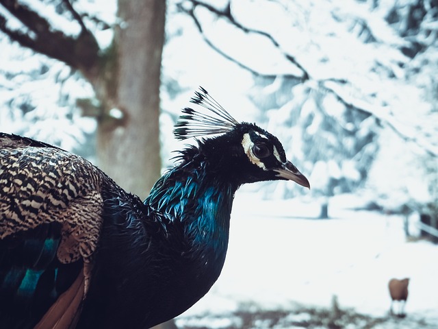 Free Winter Peacock photo and picture