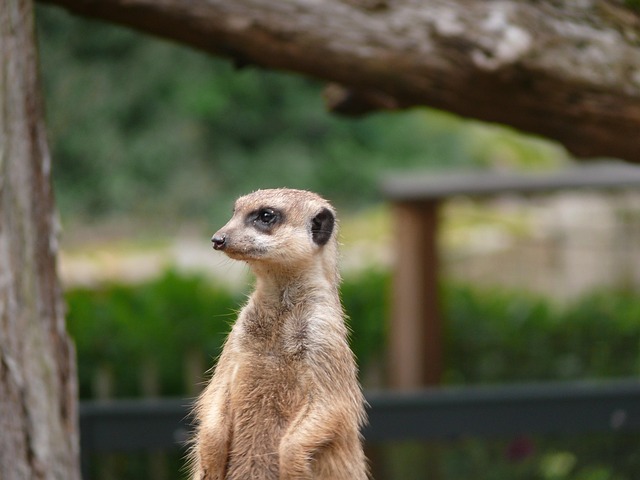 Hayvan Meerkat Doğa · Pixabay�de ücretsiz fotoğraf